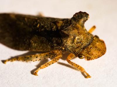Grand Diable Ledra aurita (Linnaeus, 1758)