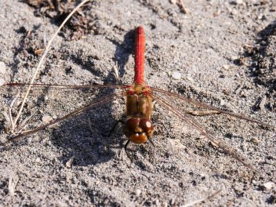 Sympétrum fascié (Le) Sympetrum striolatum (Charpentier, 1840)