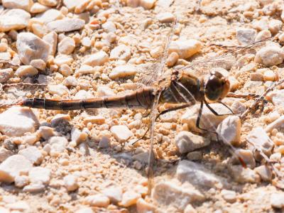 Sympétrum fascié (Le) Sympetrum striolatum (Charpentier, 1840)