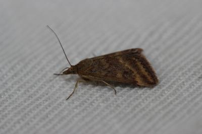  Pyrausta despicata (Scopoli, 1763)