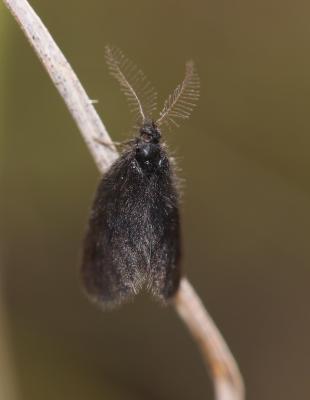  Epichnopterix plumella (Denis & Schiffermüller, 1775)
