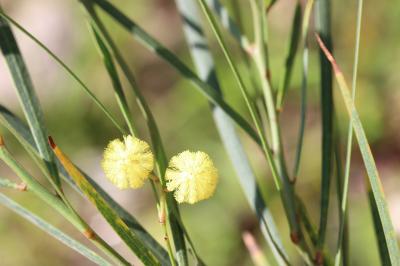 Mimosa à feuilles de Saule Acacia saligna (Labill.) H.L.Wendl., 1820
