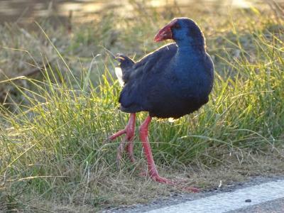 Poule sultane, Talève sultane, Porphyrion bleu Porphyrio porphyrio (Linnaeus, 1758)
