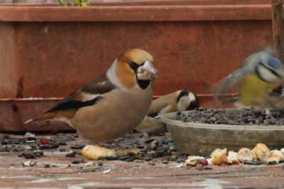 Grosbec casse-noyaux Coccothraustes coccothraustes (Linnaeus, 1758)