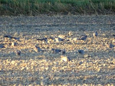Pigeon colombin Columba oenas Linnaeus, 1758