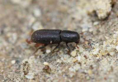  Oxylaemus cylindricus (Creutzer, 1796)