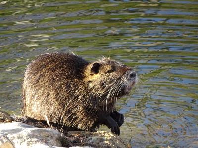 Ragondin Myocastor coypus (Molina, 1782)