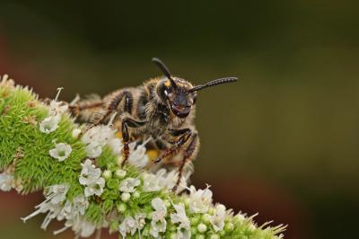 Colpa sexmaculata (Fabricius, 1781)