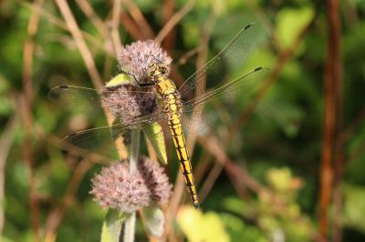 Orthétrum réticulé (L') Orthetrum cancellatum (Linnaeus, 1758)