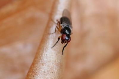  Protopiophila latipes (Meigen, 1838)