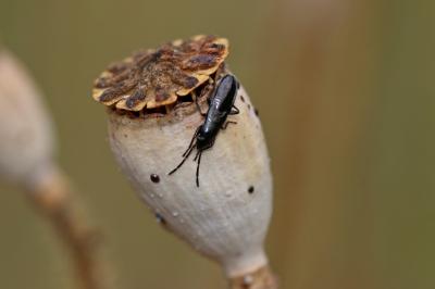  Pterotmetus staphyliniformis (Schilling, 1829)