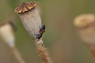  Pterotmetus staphyliniformis (Schilling, 1829)