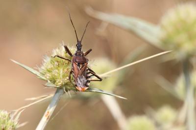 Rèduve à pattes rouges Rhynocoris erythropus (Linnaeus, 1767)