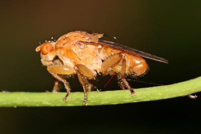  Suillia gigantea (Meigen, 1830)