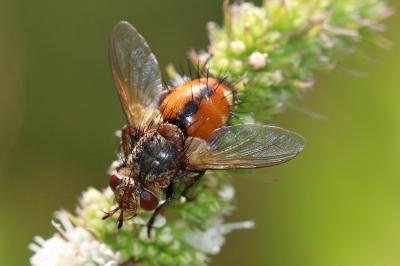  Tachina magnicornis (Zetterstedt, 1844)