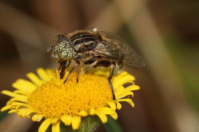  Eristalinus sepulchralis (Linnaeus, 1758)