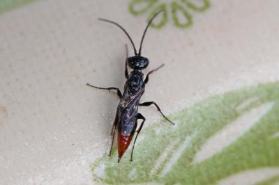 Dolichurus haemorrhous A. Costa, 1886