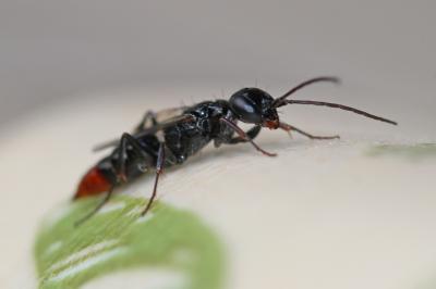  Dolichurus haemorrhous A. Costa, 1886