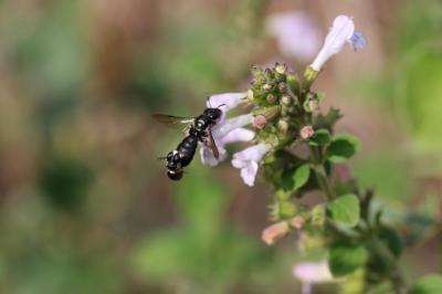 Ceratine commune Ceratina cucurbitina (Rossi, 1792)