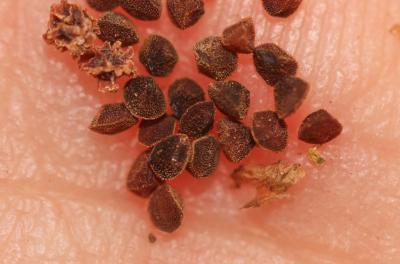 Mouron rouge, Fausse Morgeline Lysimachia arvensis (L.) U.Manns & Anderb., 2009