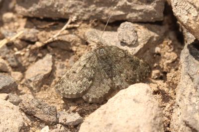  Metaxmeste phrygialis (Hübner, 1796)
