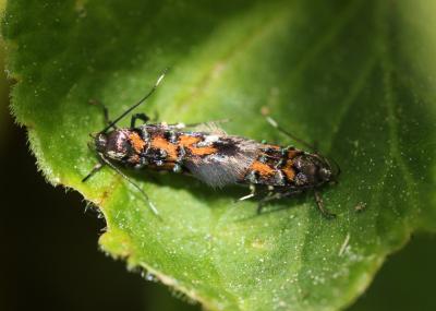  Pancalia leuwenhoekella (Linnaeus, 1760)