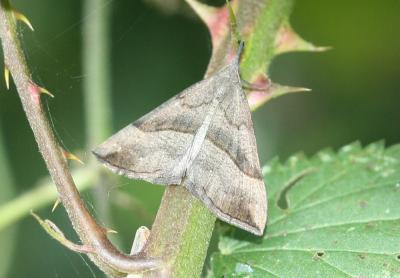 Noctuelle à museau (La) Hypena proboscidalis (Linnaeus, 1758)