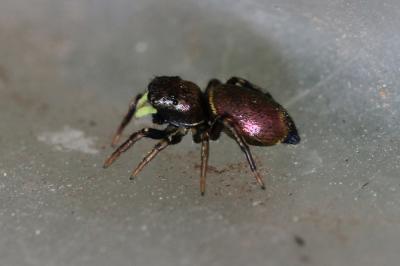  Heliophanus auratus C.L. Koch, 1835