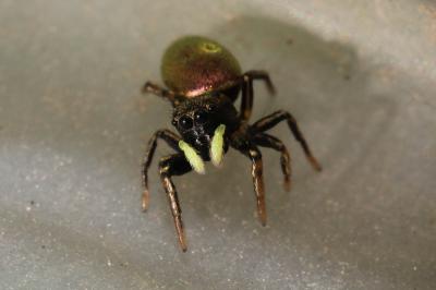  Heliophanus auratus C.L. Koch, 1835