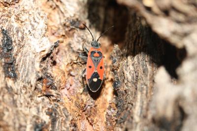  Melanocoryphus albomaculatus (Goeze, 1778)
