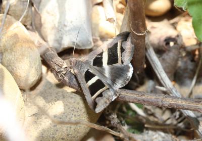 Noctuelle de la Salsepareille (La) Grammodes bifasciata (Petagna, 1787)
