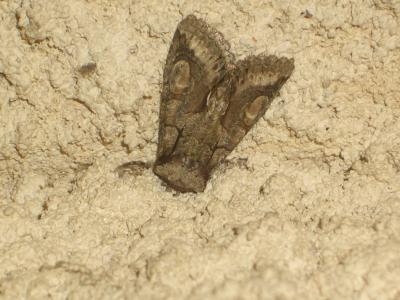 Aubépinière (L') Allophyes oxyacanthae (Linnaeus, 1758)