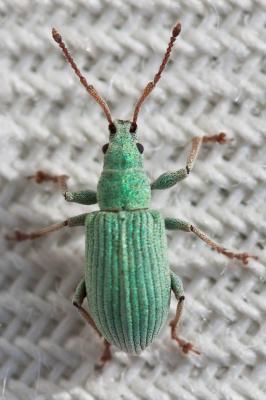  Phyllobius virideaeris (Laicharting, 1781)