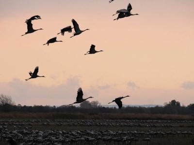 Grue cendrée Grus grus (Linnaeus, 1758)