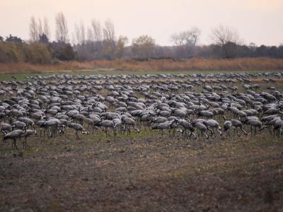Grue cendrée Grus grus (Linnaeus, 1758)