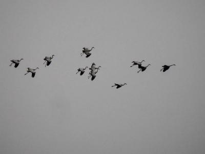 Grue cendrée Grus grus (Linnaeus, 1758)