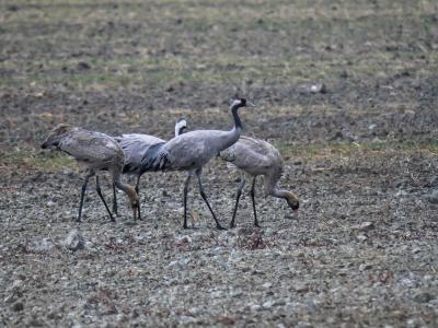 Grue cendrée Grus grus (Linnaeus, 1758)