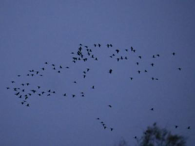 Grue cendrée Grus grus (Linnaeus, 1758)