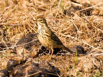 Pipit farlouse Anthus pratensis (Linnaeus, 1758)