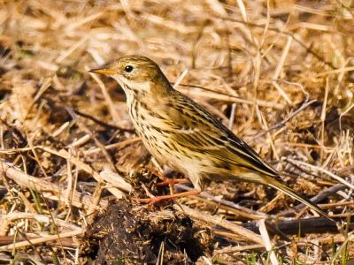 Pipit farlouse Anthus pratensis (Linnaeus, 1758)