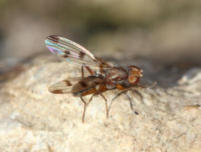  Geomyza tripunctata Fallén, 1823