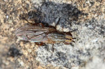  Pherbellia cinerella (Fallén, 1820)