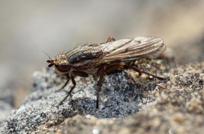  Pherbellia cinerella (Fallén, 1820)