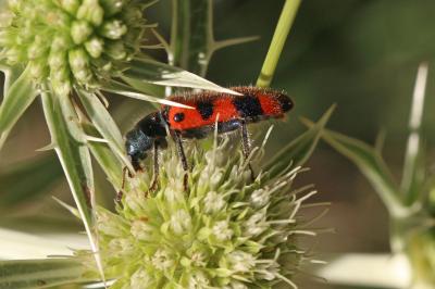 Clairon à épaulettes Trichodes leucopsideus (Olivier, 1795)