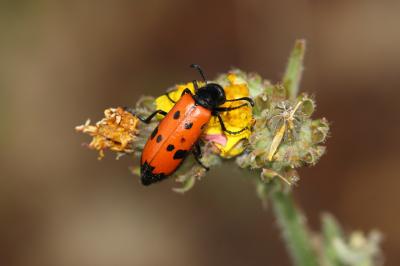 Mylabre à quatre points Mylabris quadripunctata (Linnaeus, 1767)