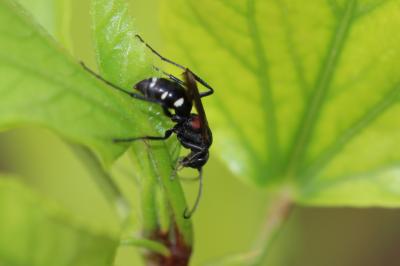  Cryptocheilus fabricii (Vander Linden, 1827)