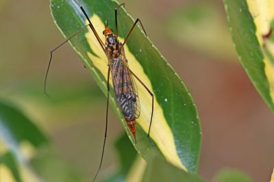 Nephrotoma crocata (Linnaeus, 1758)