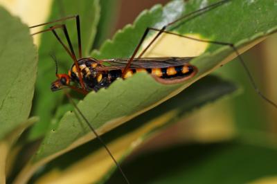  Nephrotoma crocata (Linnaeus, 1758)