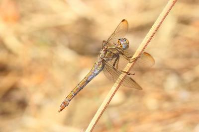Orthétrum bleuissant (L') Orthetrum coerulescens (Fabricius, 1798)