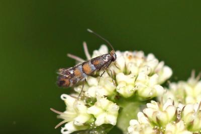  Phyllonorycter kleemannella (Fabricius, 1781)